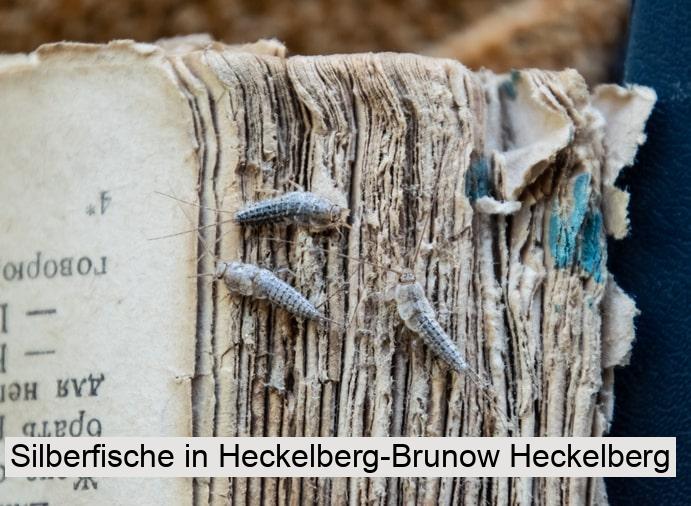 Silberfische in Heckelberg-Brunow Heckelberg